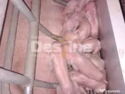 AFACERE LA CHEIE FERMA DE PORCI 