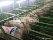 AFACERE LA CHEIE FERMA DE PORCI 