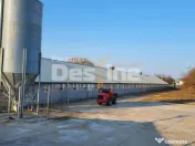 AFACERE LA CHEIE FERMA DE PORCI 