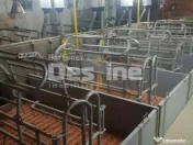 AFACERE LA CHEIE FERMA DE PORCI 