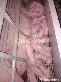 AFACERE LA CHEIE FERMA DE PORCI