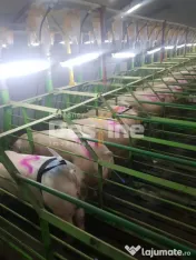 AFACERE LA CHEIE FERMA DE PORCI 