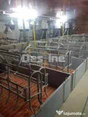 AFACERE LA CHEIE FERMA DE PORCI 