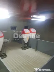 AFACERE LA CHEIE FERMA DE PORCI 