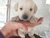 Vand Labrador Retriever 1 luna si 2 zile 