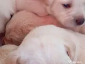 Vand Labrador Retriever 1 luna si 2 zile 