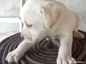 Vand Labrador Retriever 1 luna si 2 zile 