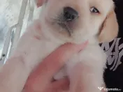 Vand Labrador Retriever 1 luna si 2 zile 