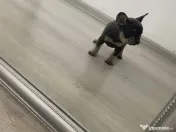 Cățelușă bulldog francez de vânzare 