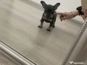Cățelușă bulldog francez de vânzare 