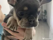Cățelușă bulldog francez de vânzare 