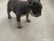 Cățelușă bulldog francez de vânzare 