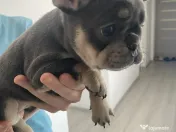 Cățelușă bulldog francez de vânzare 