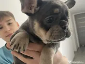 Cățelușă bulldog francez de vânzare 