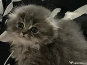 Motănel Scottish Fold