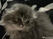 Motănel Scottish Fold