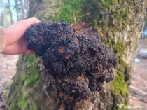 Chaga naturală (Inonotus obliquus) calitate premium
