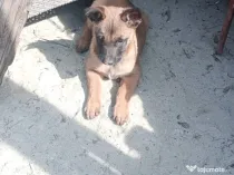 Pui ciobanesc belgian malinois