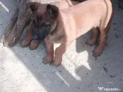 Pui ciobanesc belgian malinois 