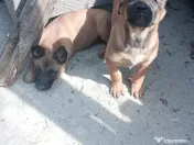 Pui ciobanesc belgian malinois 