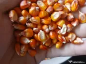 Vand Porumb Boabe productie 2025