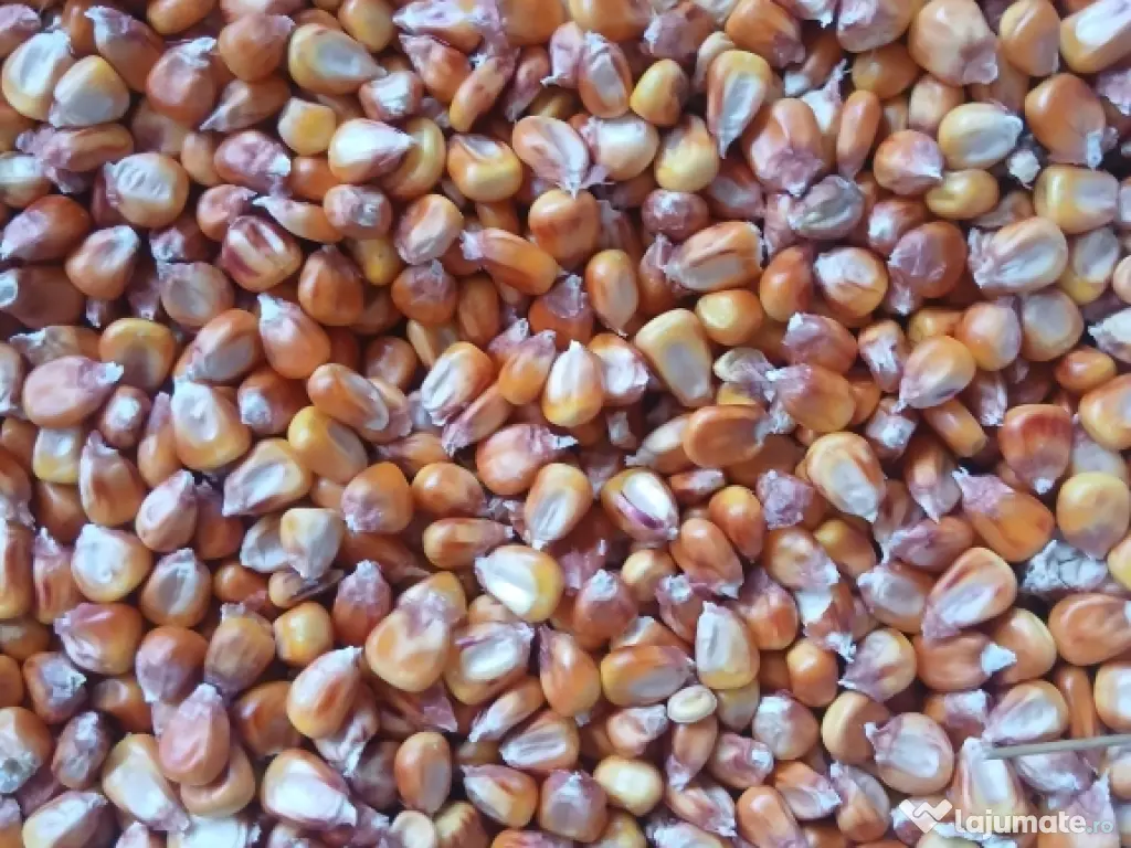 Vand Porumb Boabe productie 2025