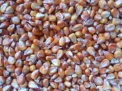 Vand Porumb Boabe productie 2025