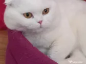 Scottish fold adoptie 