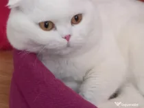 Scottish fold adoptie