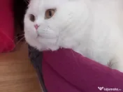 Scottish fold adoptie 