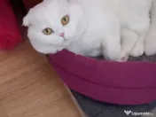 Scottish fold adoptie 