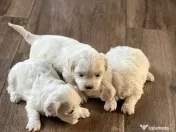 Catei Bichon (parinti rasa pura) - 3 baieti si o femela 