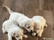 Catei Bichon (parinti rasa pura) - 3 baieti si o femela 