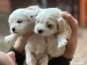 Catei Bichon (parinti rasa pura) - 3 baieti si o femela 