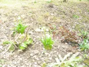 Casa de vanzare in Busteni-Valea Alba 