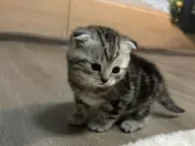 Pisoiasi Pufosenii mici cauta casuta noua! 