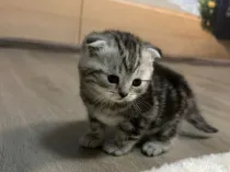 Pisoiasi Pufosenii mici cauta casuta noua!