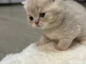 Pisoiasi Pufosenii mici cauta casuta noua! 