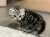 Pisoiasi Pufosenii mici cauta casuta noua! 