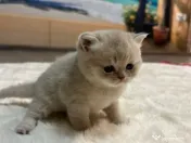 Pisoiasi Pufosenii mici cauta casuta noua! 