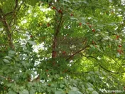 Casa demolabilă cu teren de vanzare in Breaza 