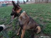 Vand femela belgian Malinos 