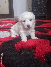 Vand pui de bichon maltez 