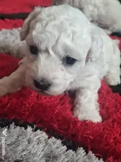 Vand pui de bichon maltez 