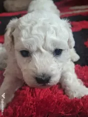 Vand pui de bichon maltez 