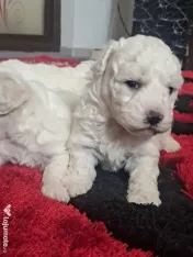 Vand pui de bichon maltez 