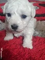 Vand pui de bichon maltez 