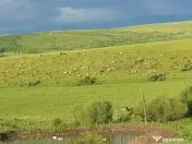 Angajez om fermă angus 