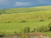 Angajez om fermă angus