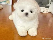 Bichon Maltez Mini Toy 